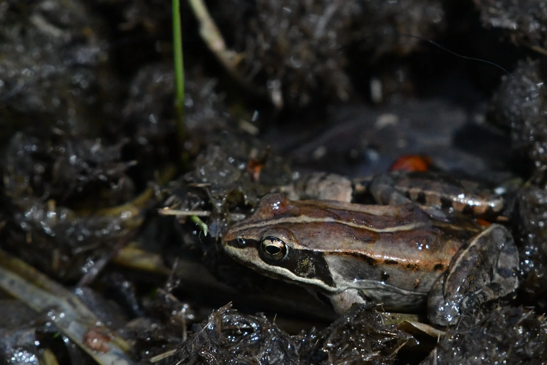 Wood Frog