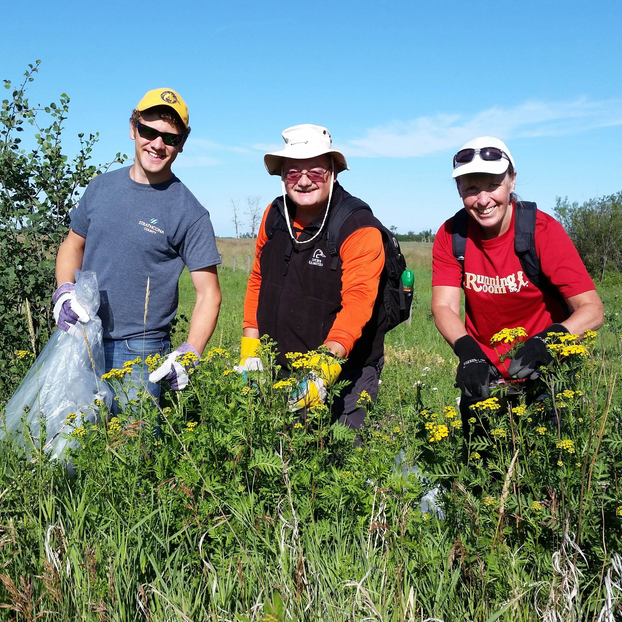 Oust the Oxeye at Golden Ranches — Edmonton & Area Land Trust