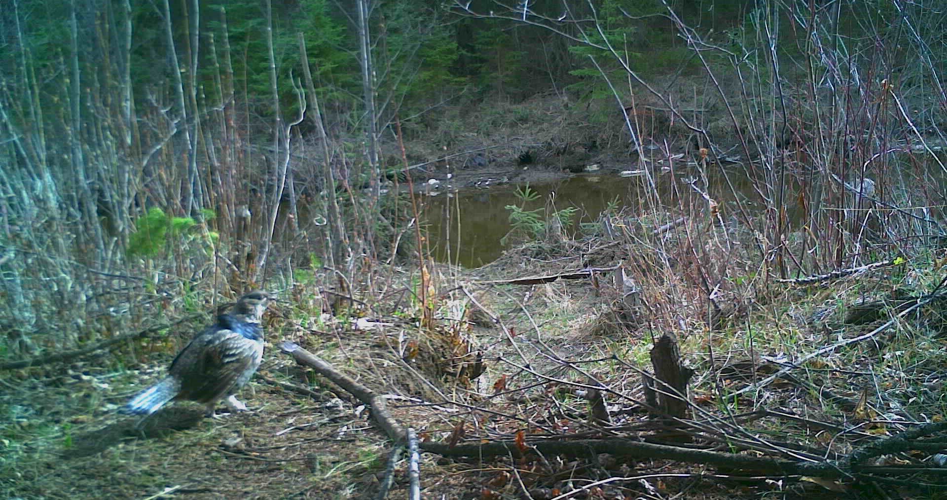 Ruffed Grouse