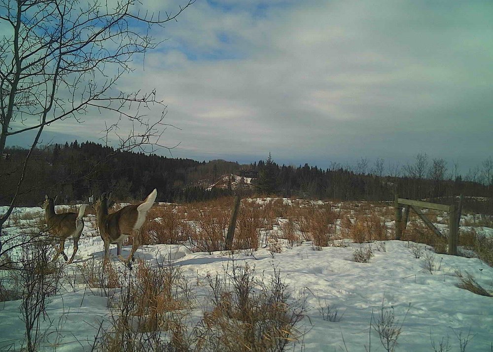 White-tailed Deer