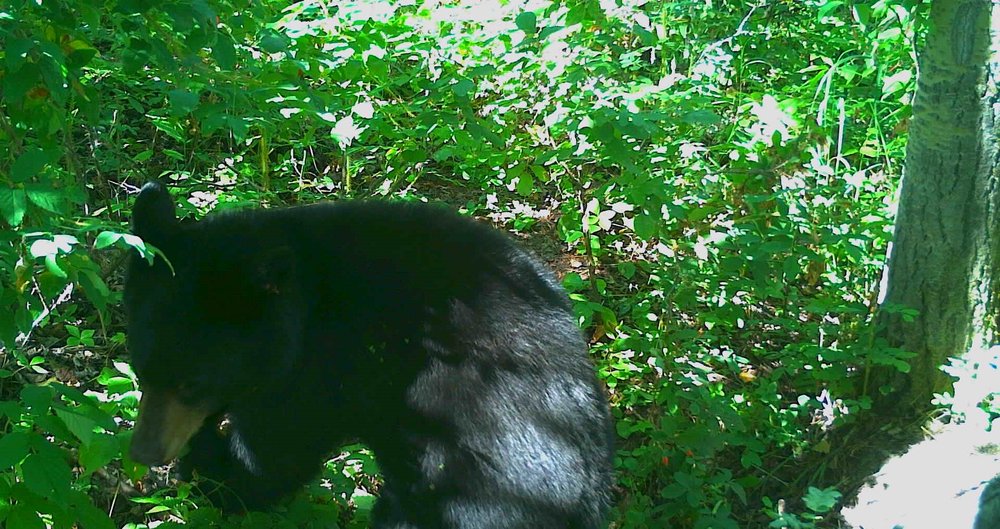 Black Bear