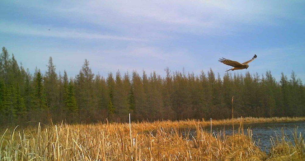 Northern Harrier