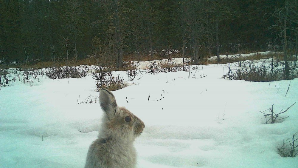 Snowshoe Hare