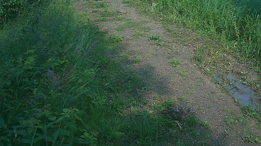 Red-tailed Hawk