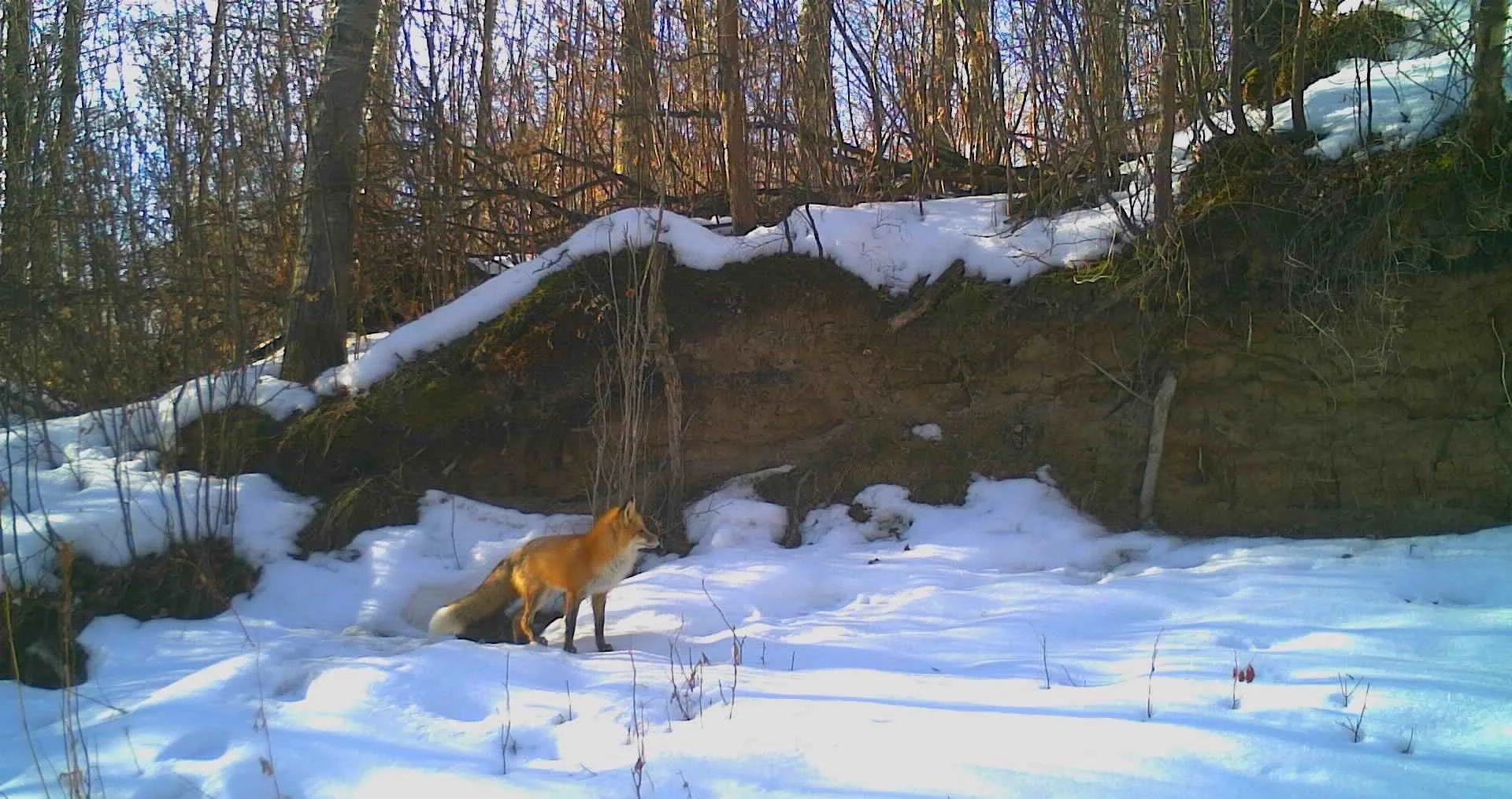 2022 Wildlife Camera Highlights