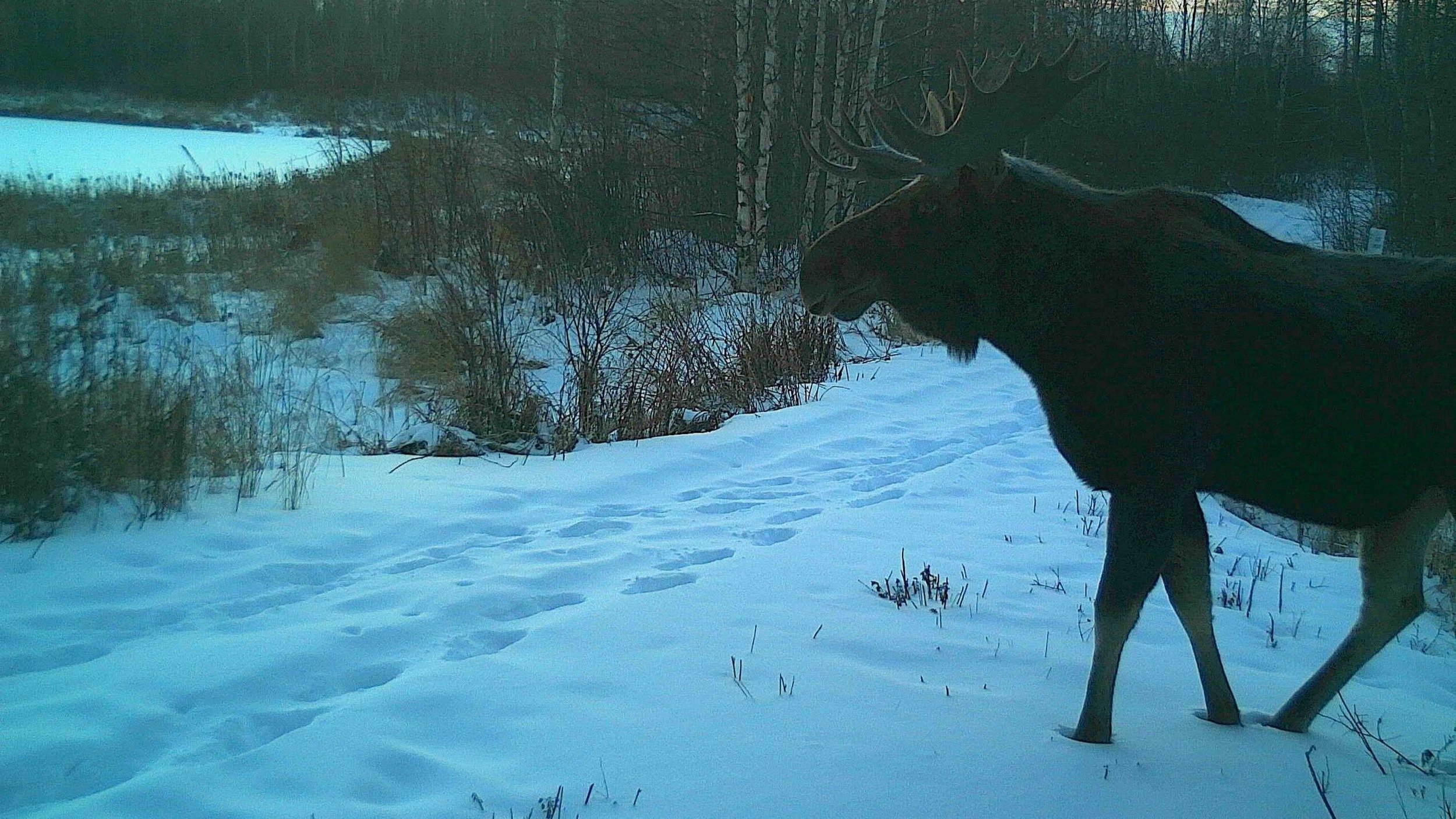 Moose