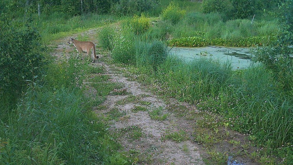 Cougar