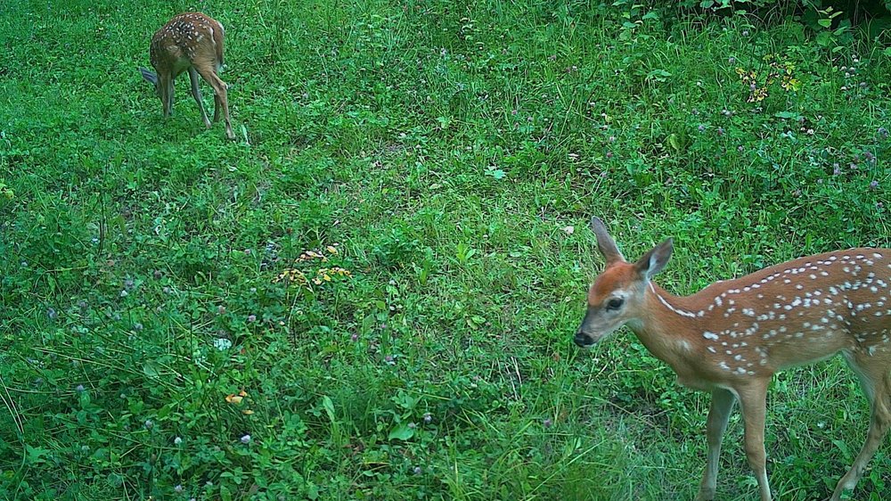 White-tailed Deer