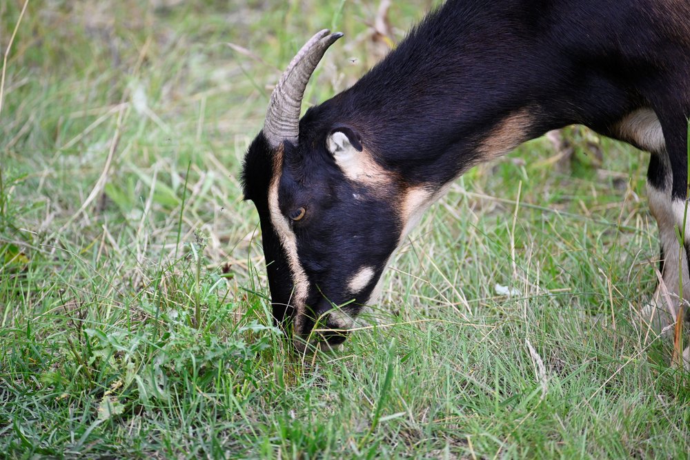 Goat closeup_SBH_EALT_20230810.JPG