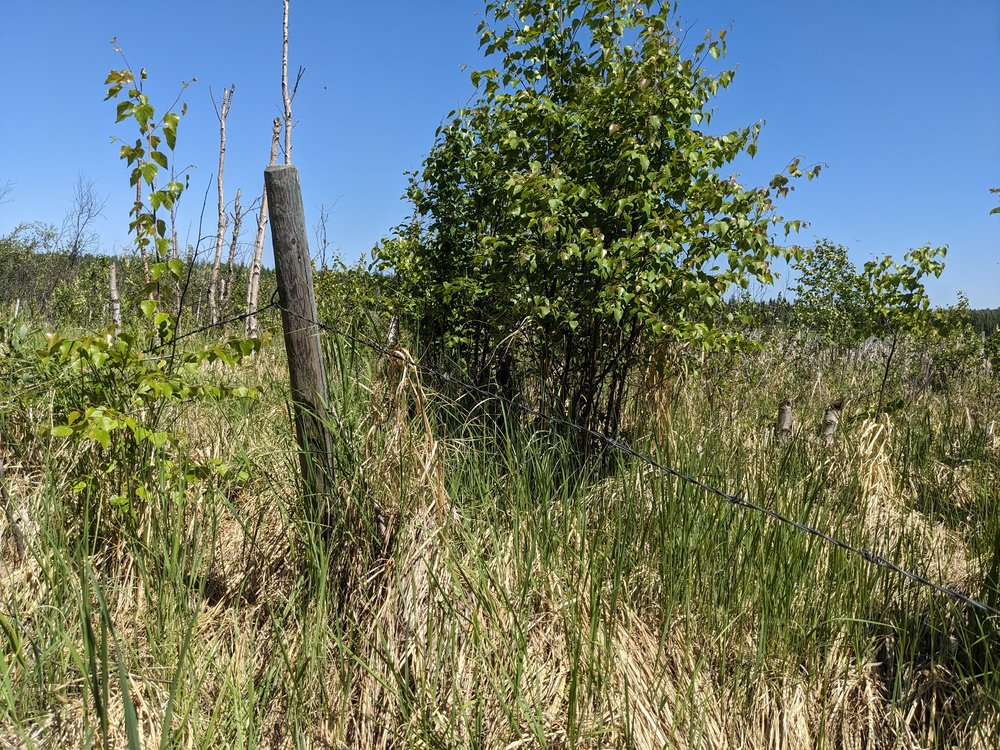 Barbed wire fence next to Lake_JBJ_EALT_2023 (1).jpg