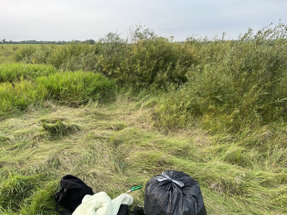 Invasive plants removed from Golden Ranches