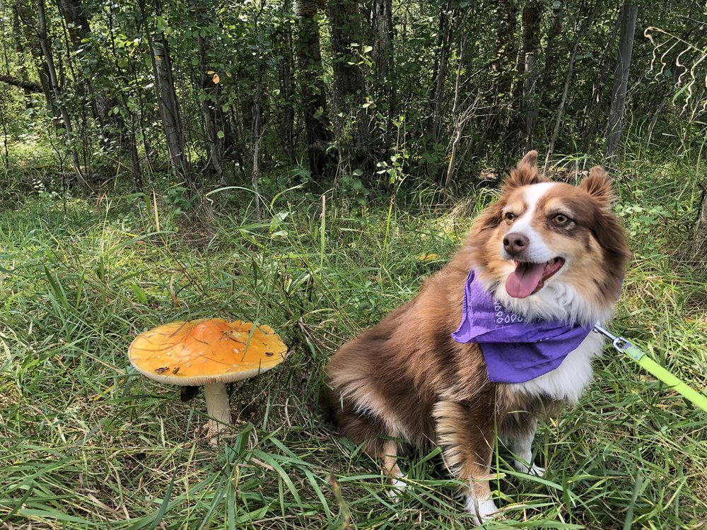 Mushroom at Pipestone Creek