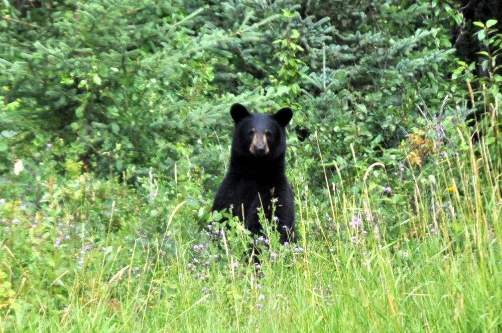 Black bear