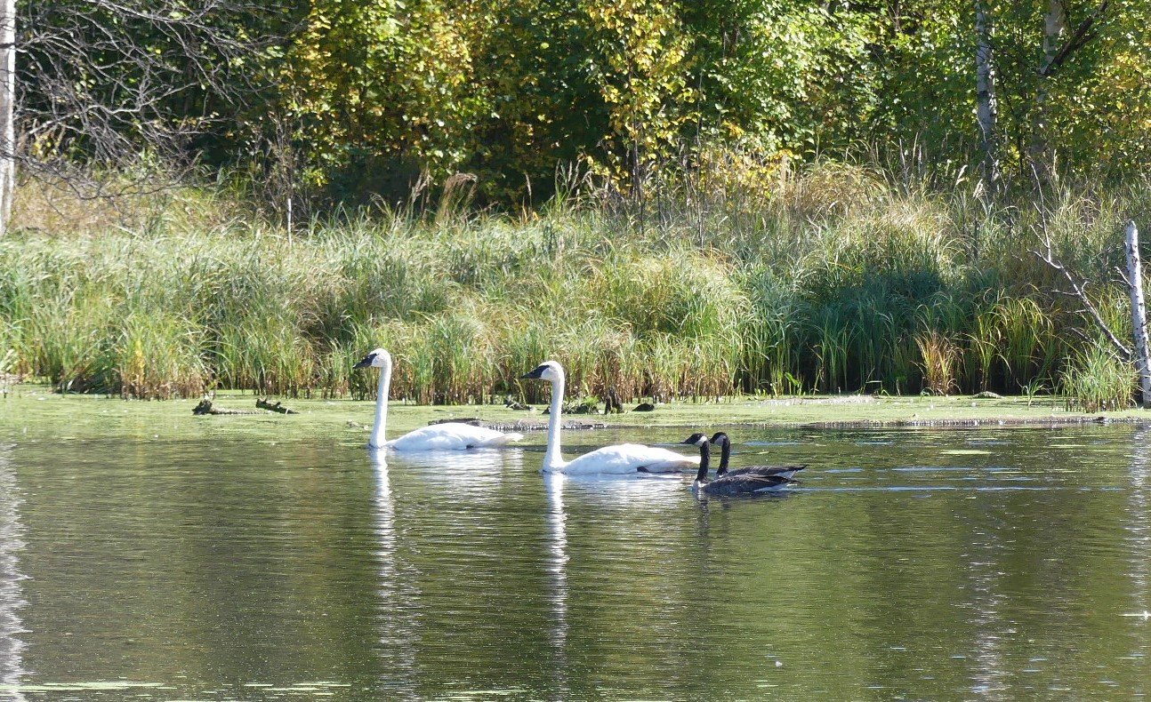 Trumpeter Swans and Canada Geese at Lu Carbyn Nature Sanctuary
