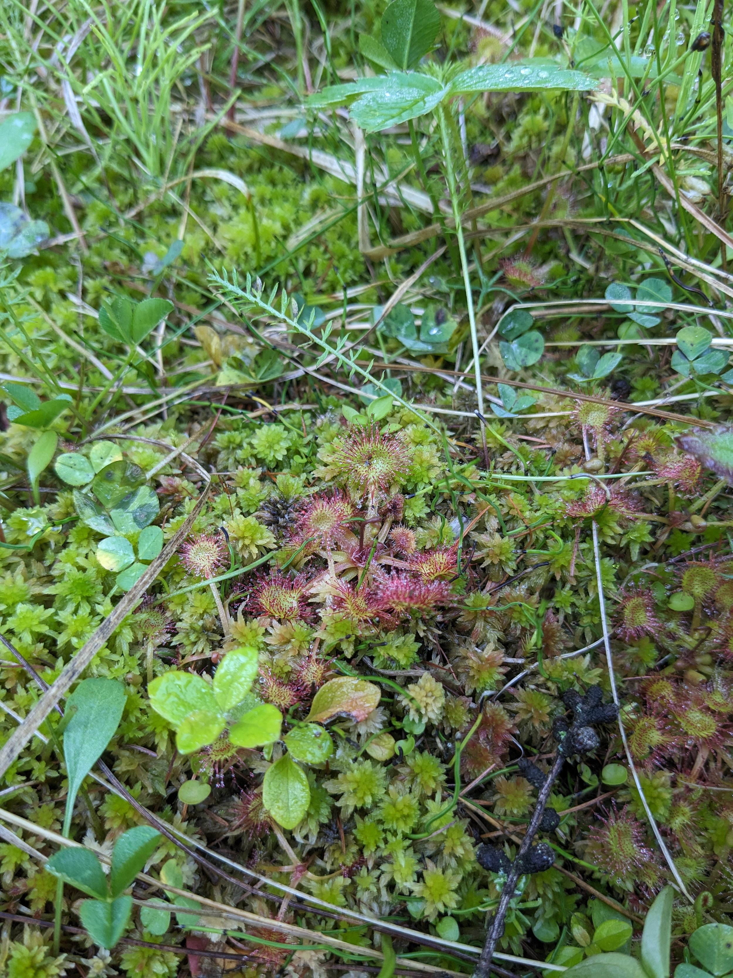 Round-leaved sundew_W_EALT_2023-06-21.jpg