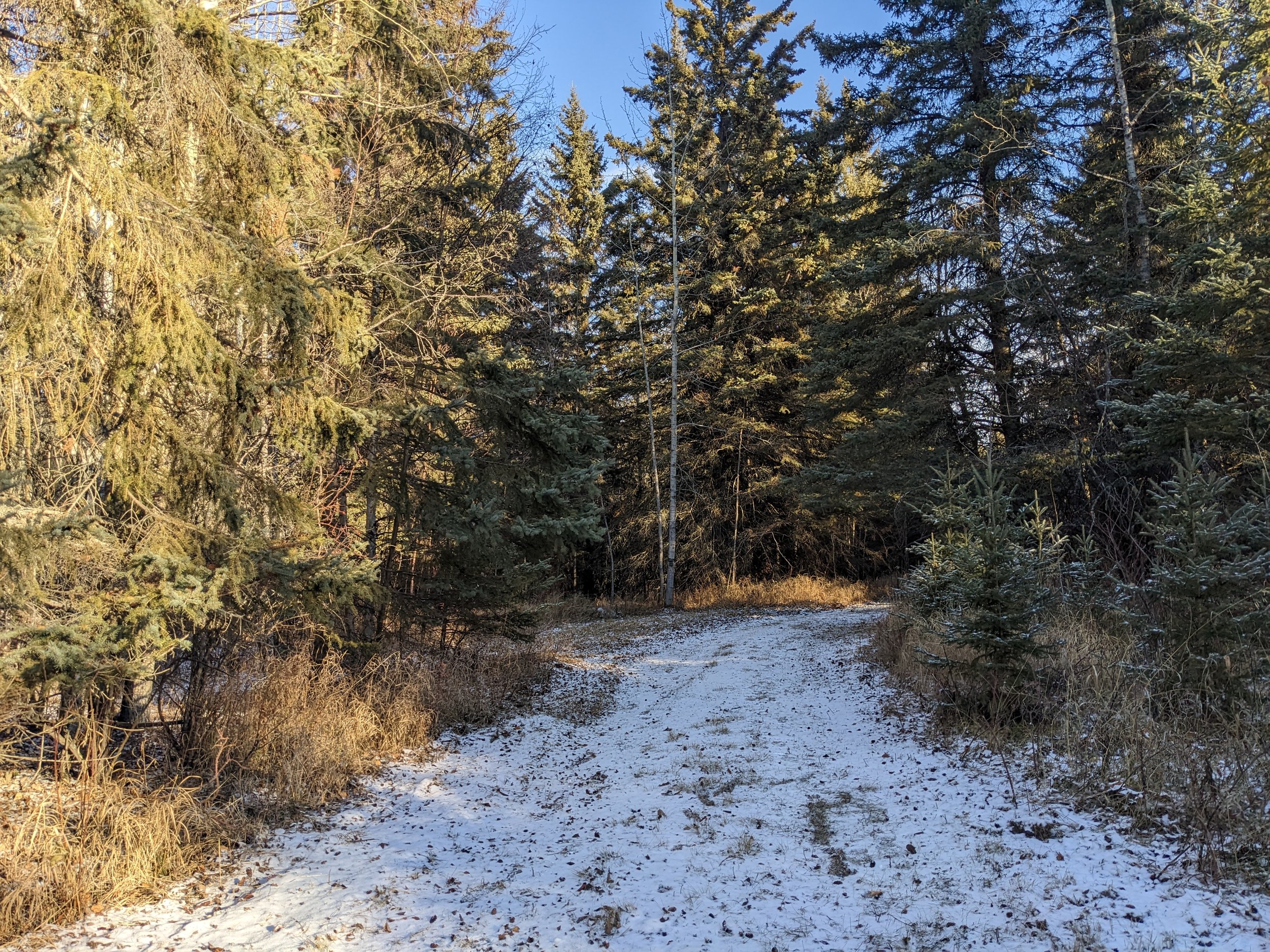  A trail at our new conservation land 