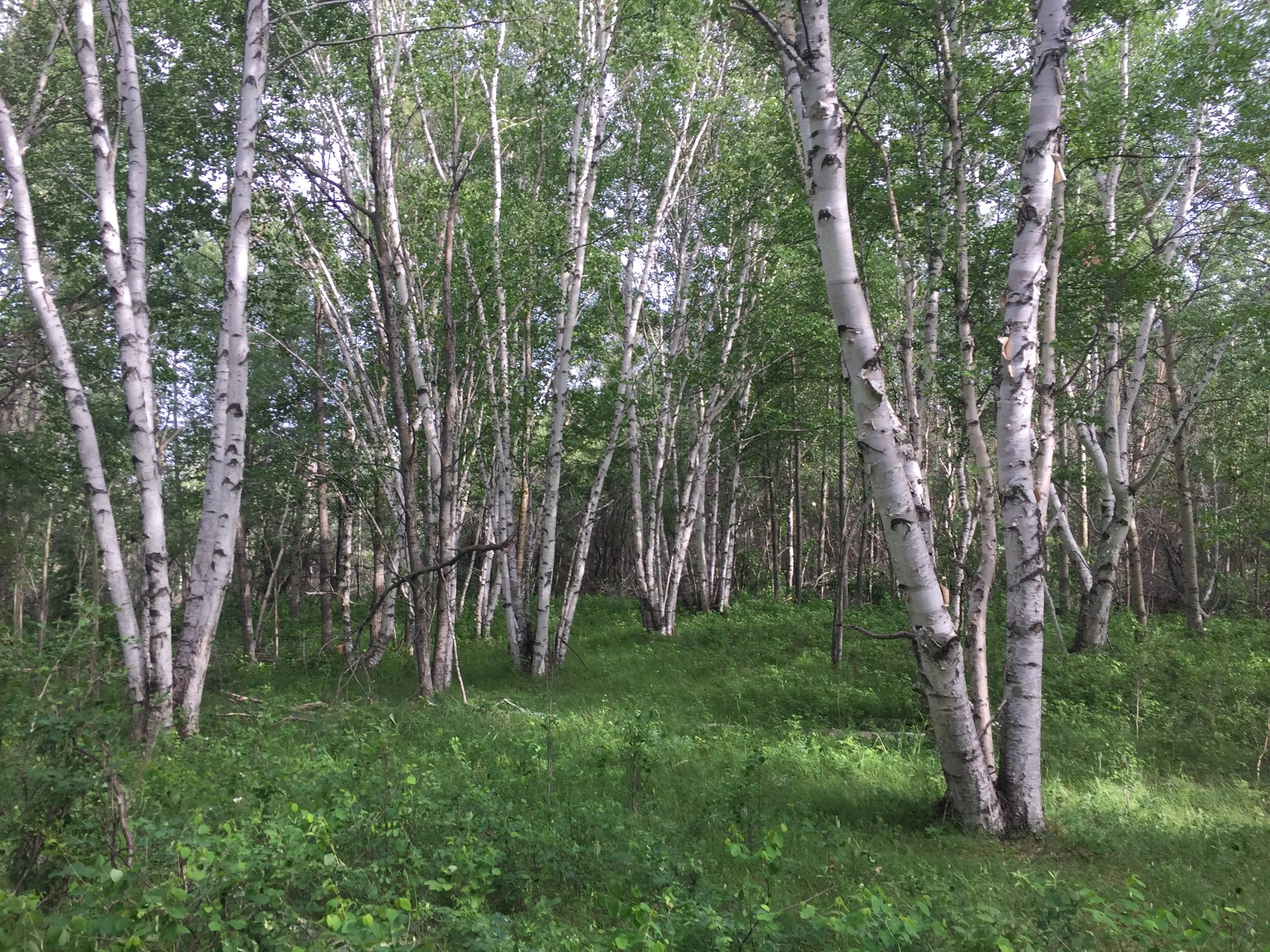 Inside Education at Bunchberry Meadows Featured on CBC