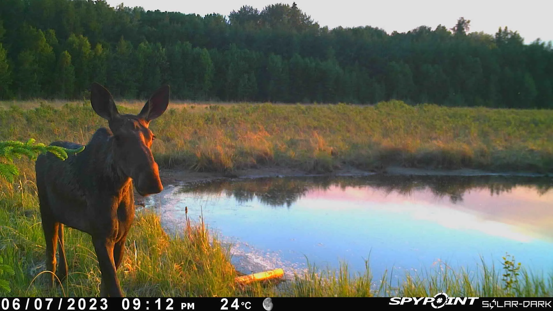 Curated visual reference: Fresh Look at 2023 Wildlife Camera Highlights