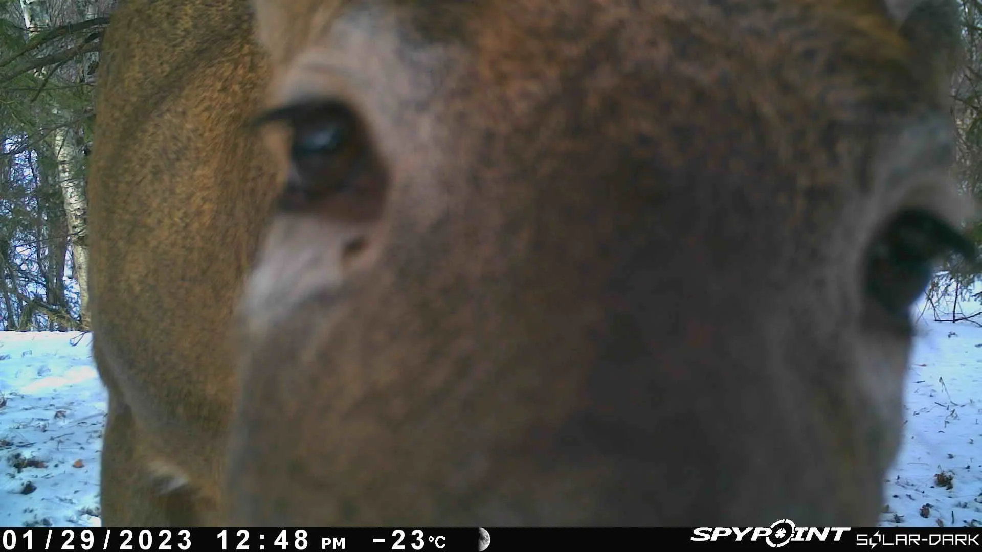 2023 Wildlife Camera Highlights 
