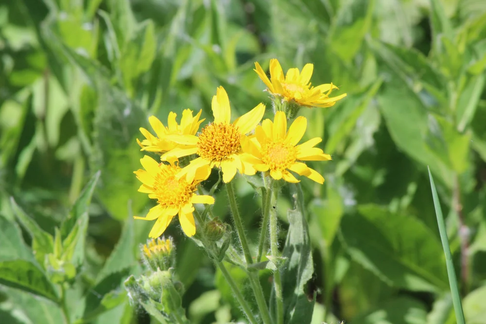 Hairy Arnica (Copy)