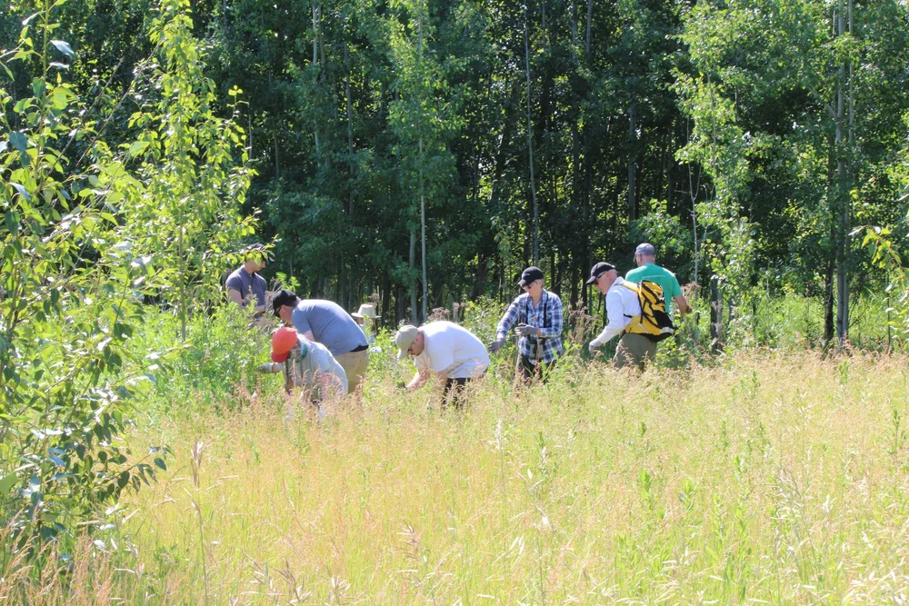 volunteers removing invasive plants
