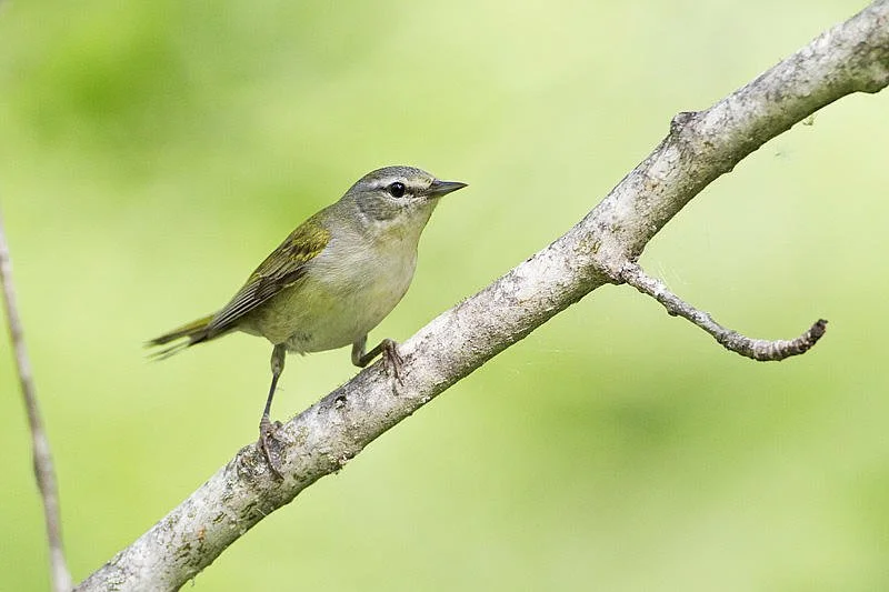 CTV Article - Keeping birds safe during fall migration