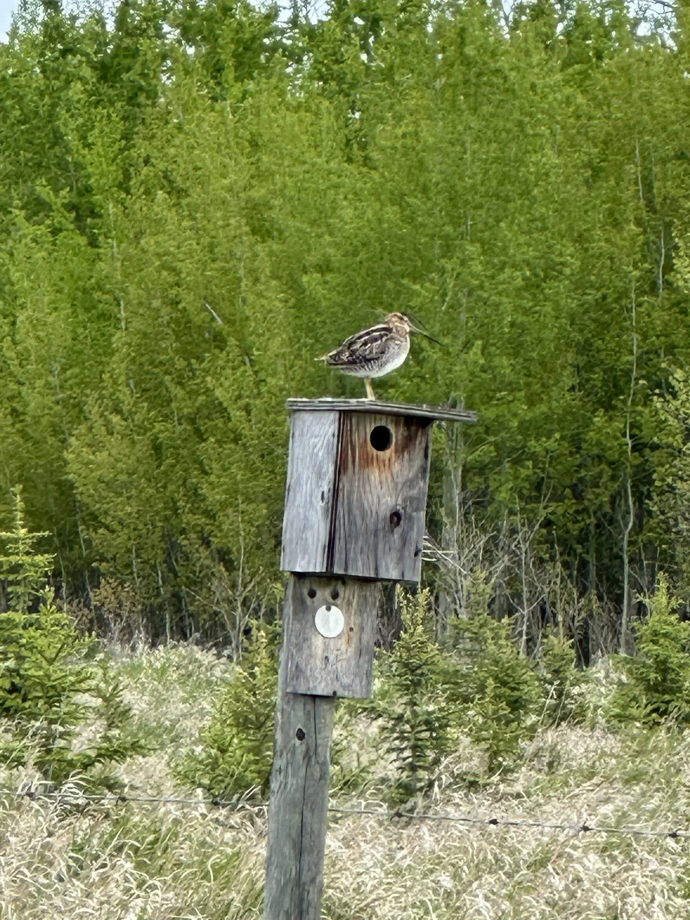 Wilson's Snipe at Golden Ranches
