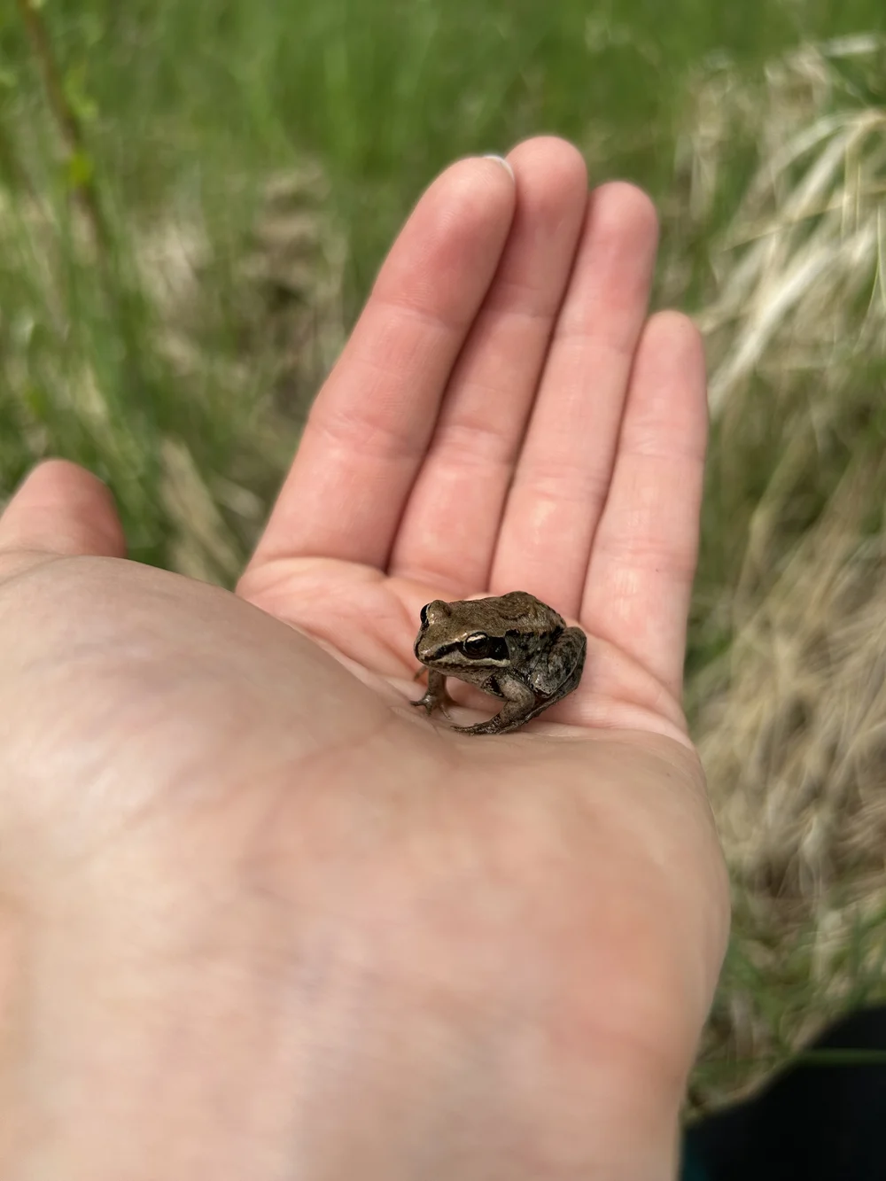 Wood frog
