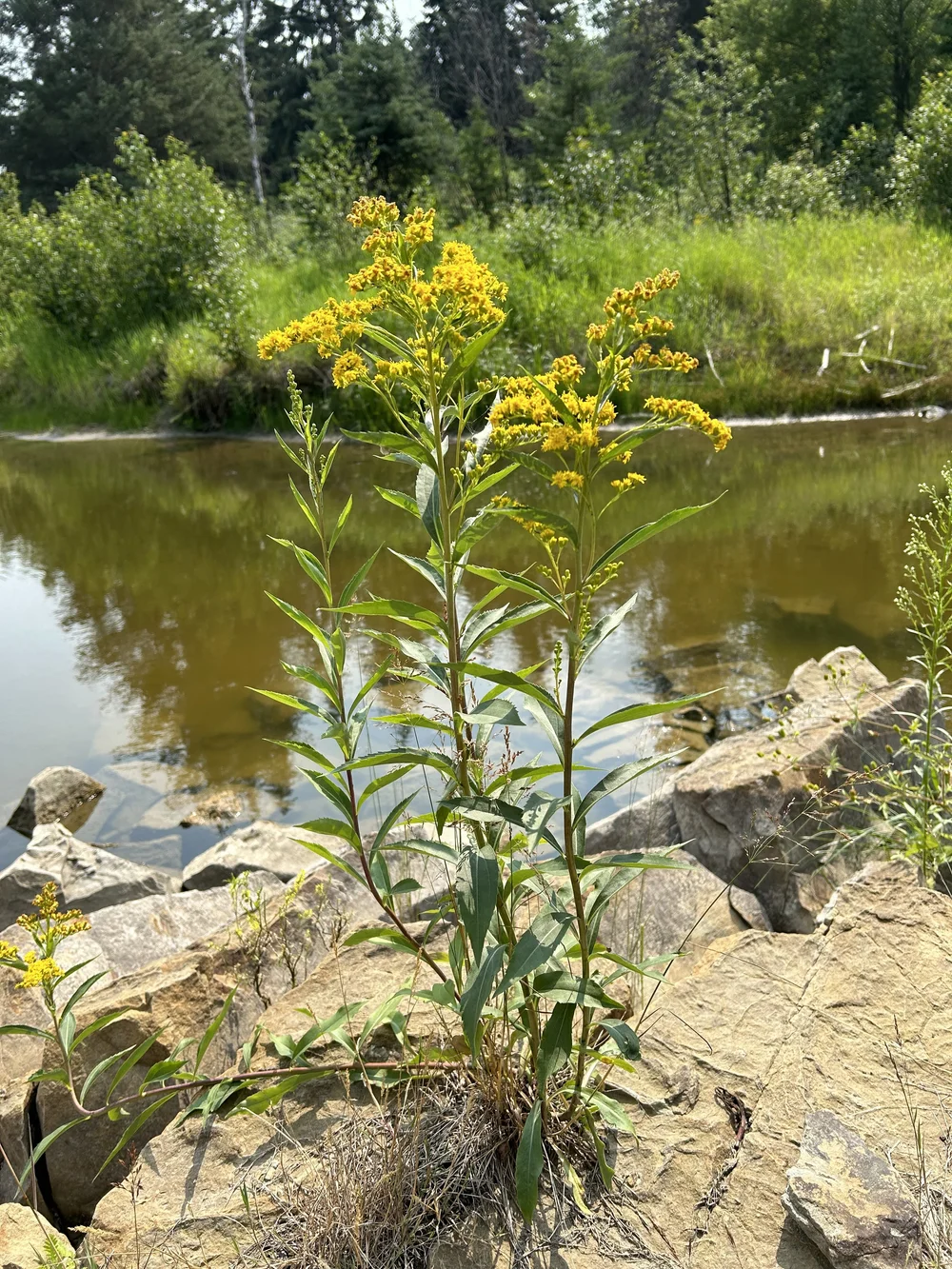Goldenrod at Coates