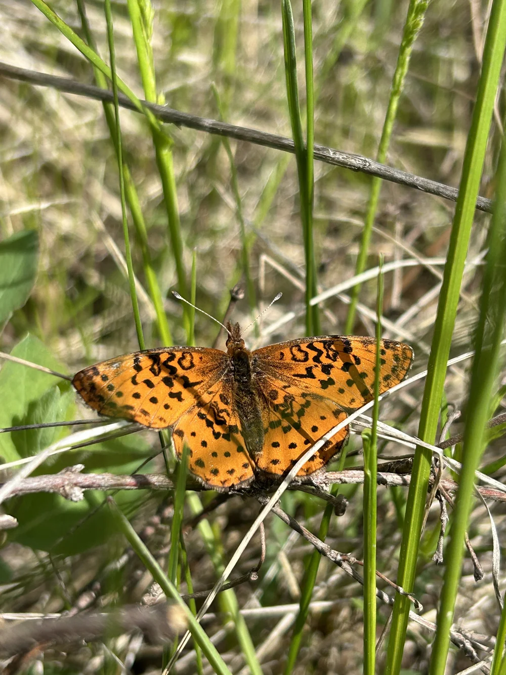 Meadow fritillary