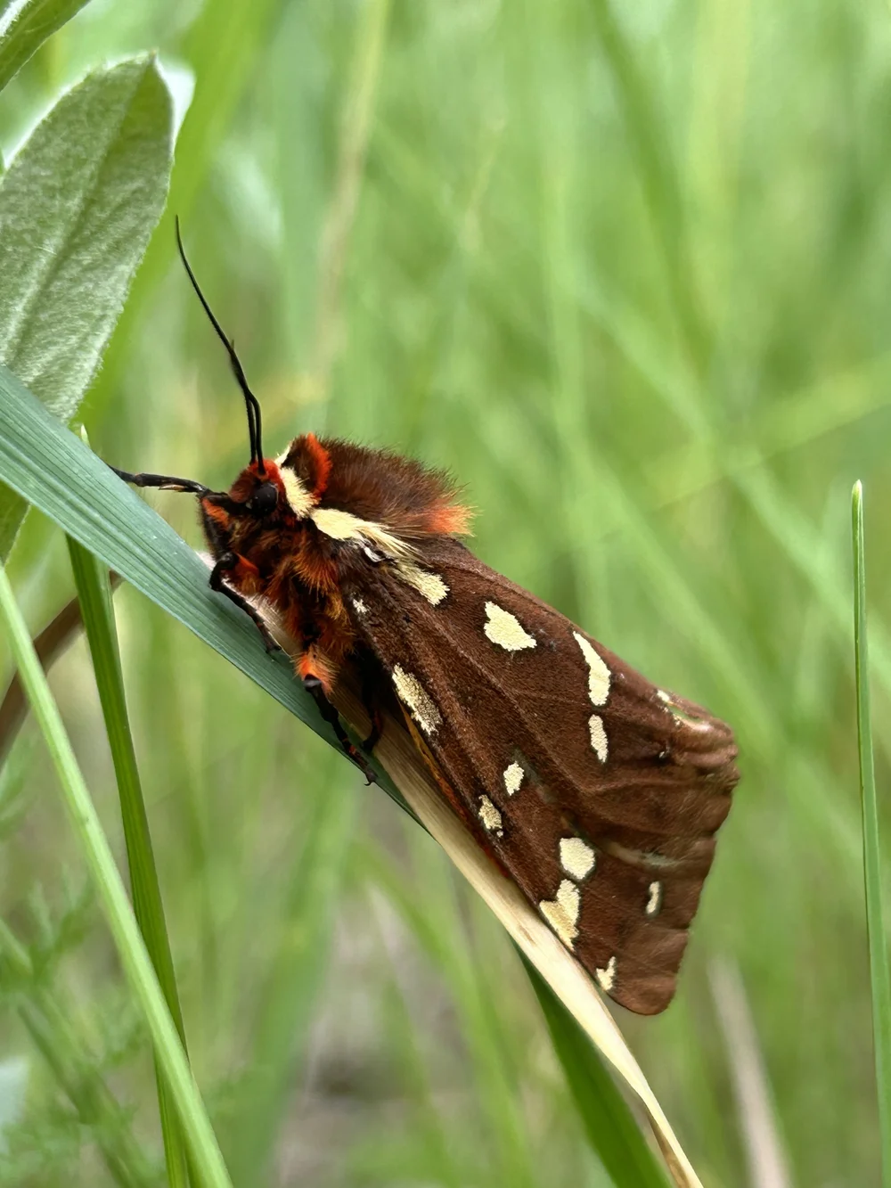 St. Lawrence Tiger Moth at Pipestone Creek