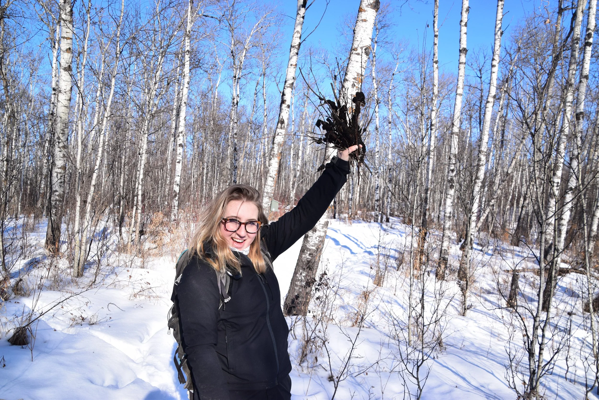Black Knot Bunch-Up at Glory Hills