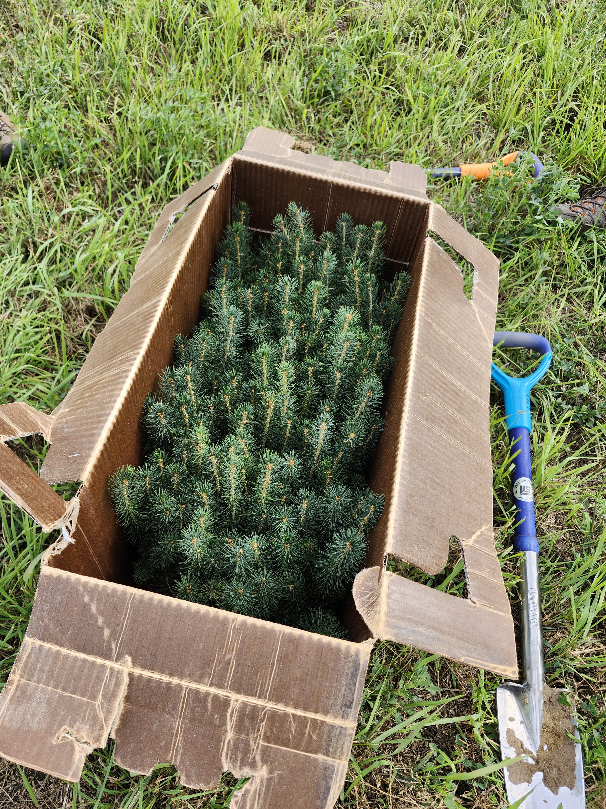 saplings in box_Fath_EALT_2024-09-20.jpg