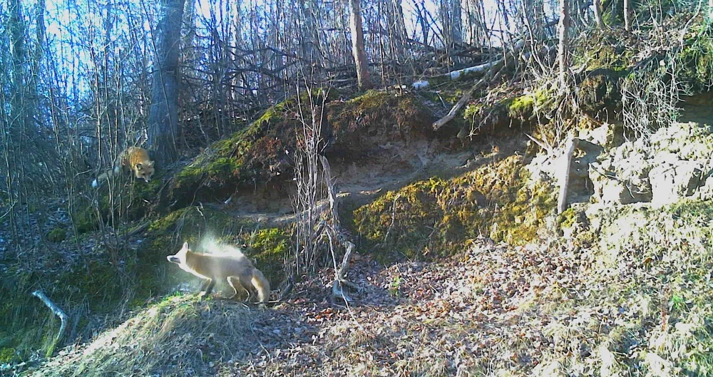 Red foxes