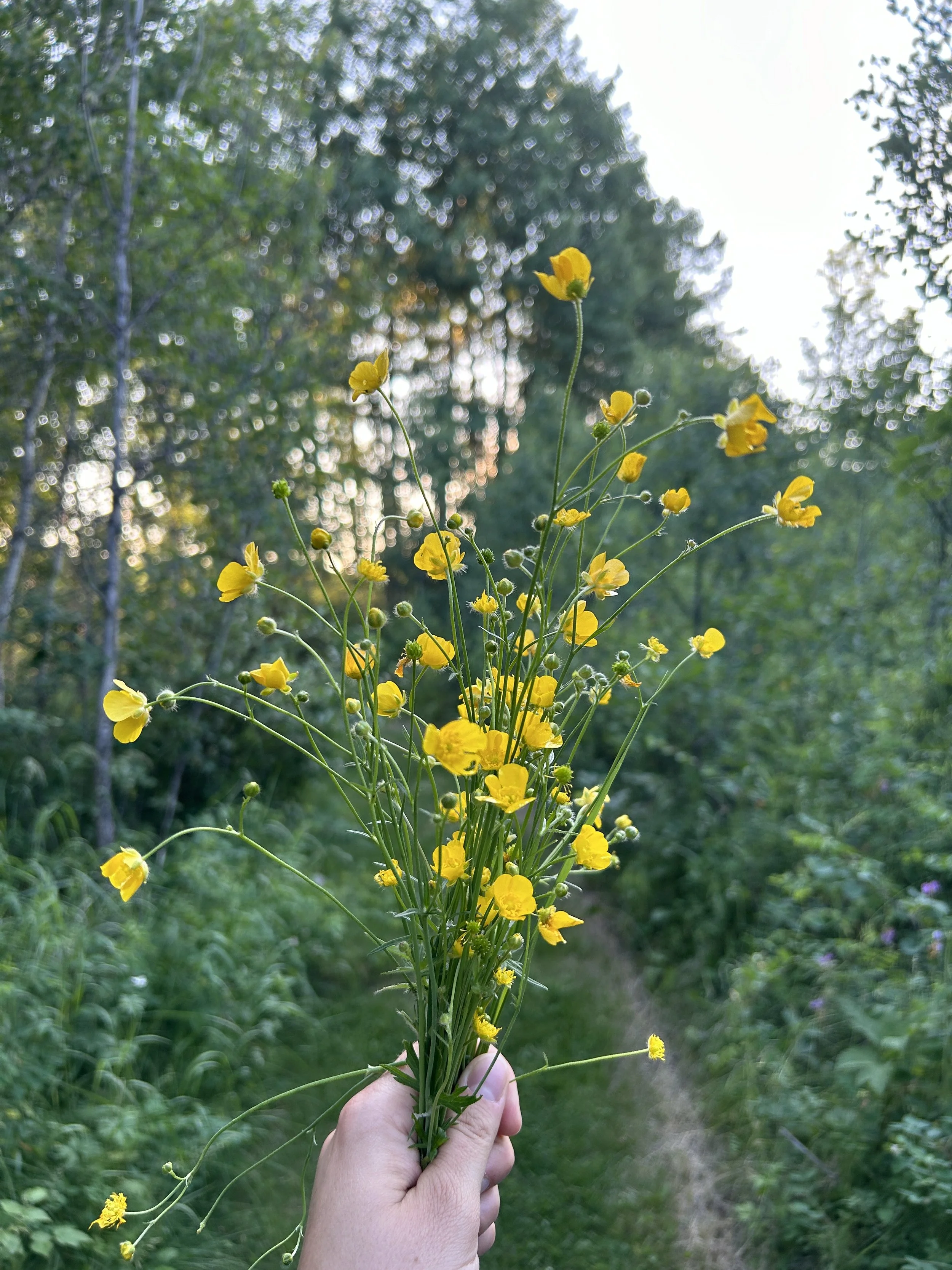 Invasive Plant Removal near Arnault Lake