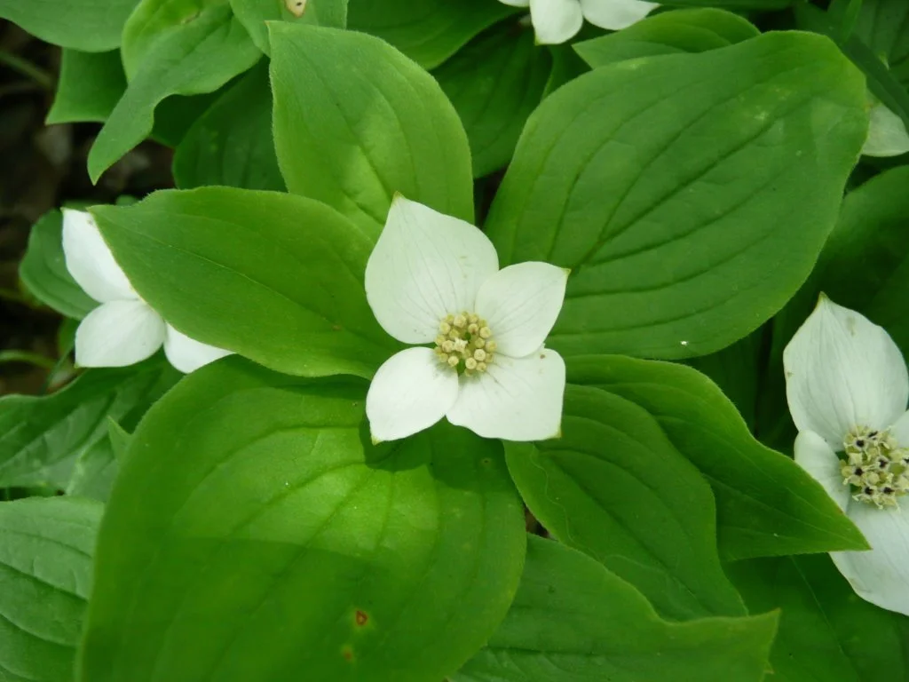 Bunchberry Meadows - Seasonal Closure (Spring)