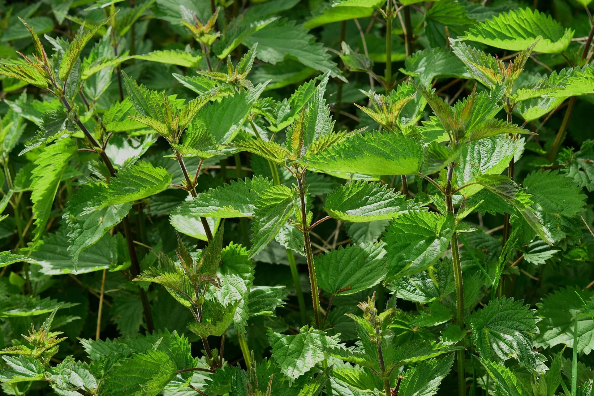 Stinging Nettle