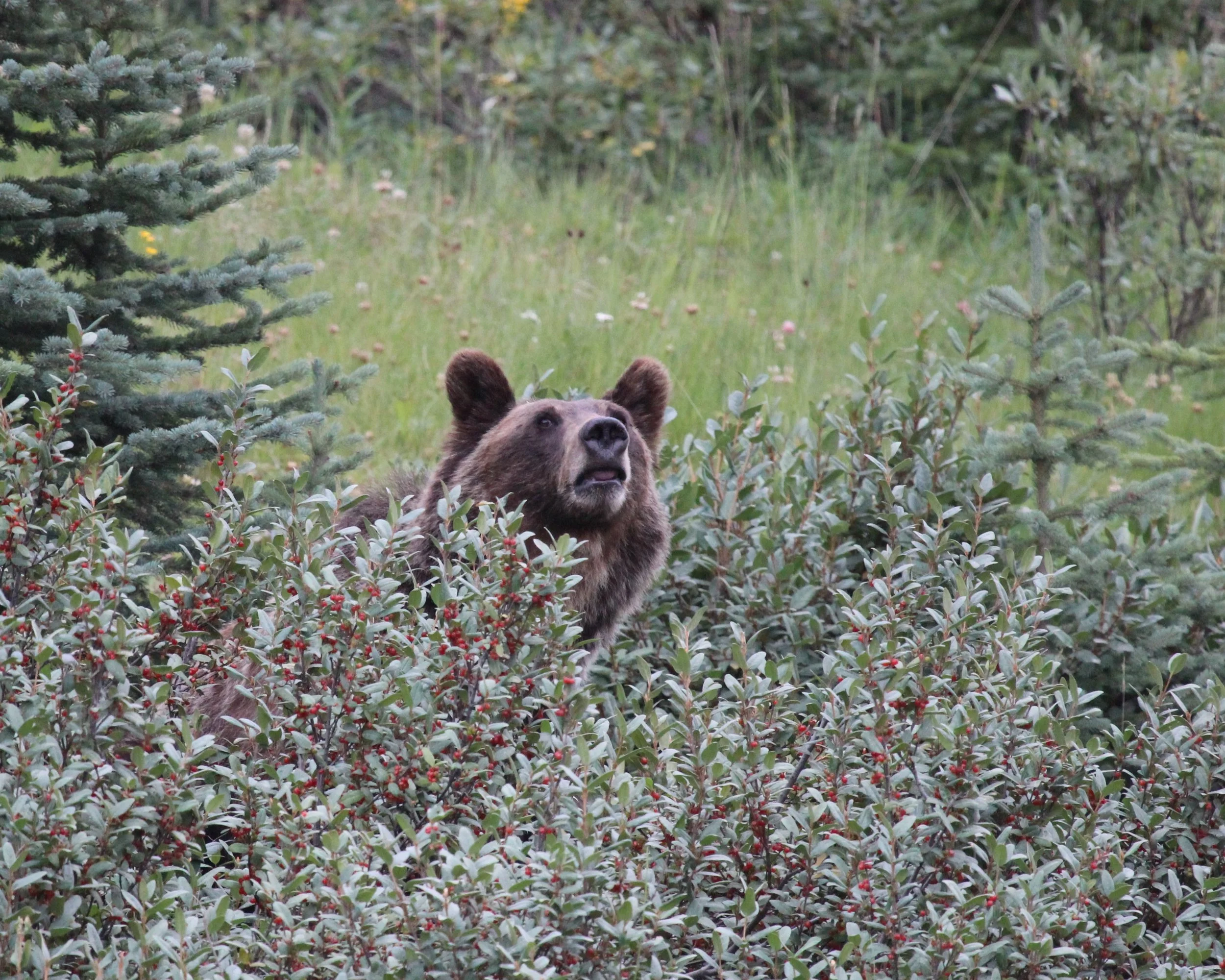 Bear Sighting in the Area - Smith Blackburn Homestead