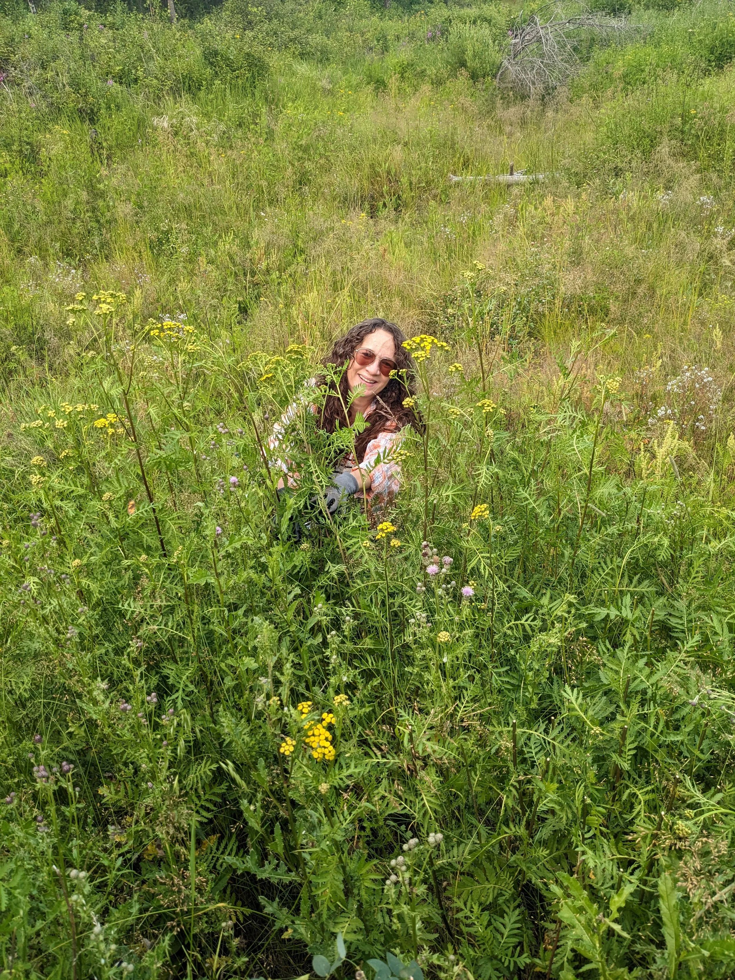 Weeding on Willow Creek at Coates