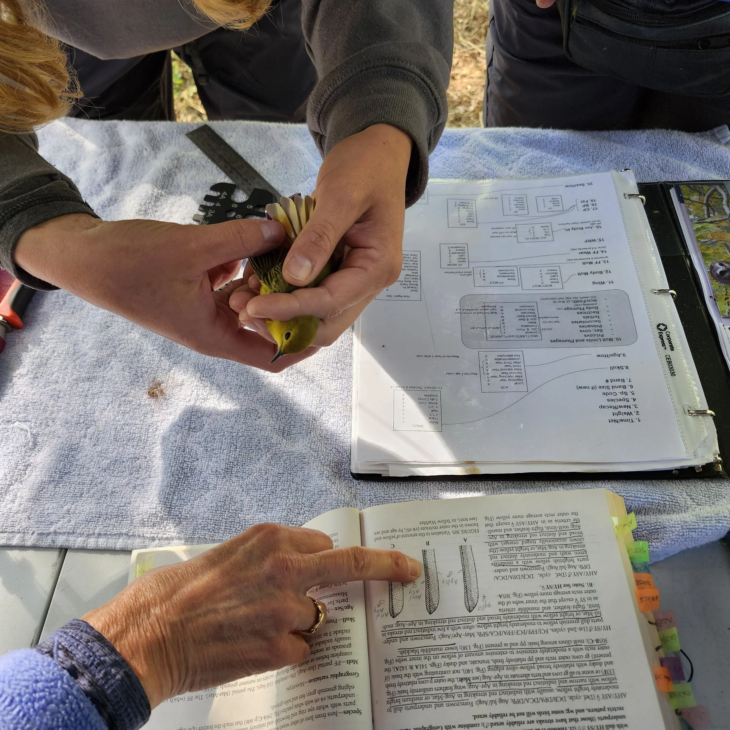 Banding-Training2.4_BGW_EALT_2025-05-24.jpg