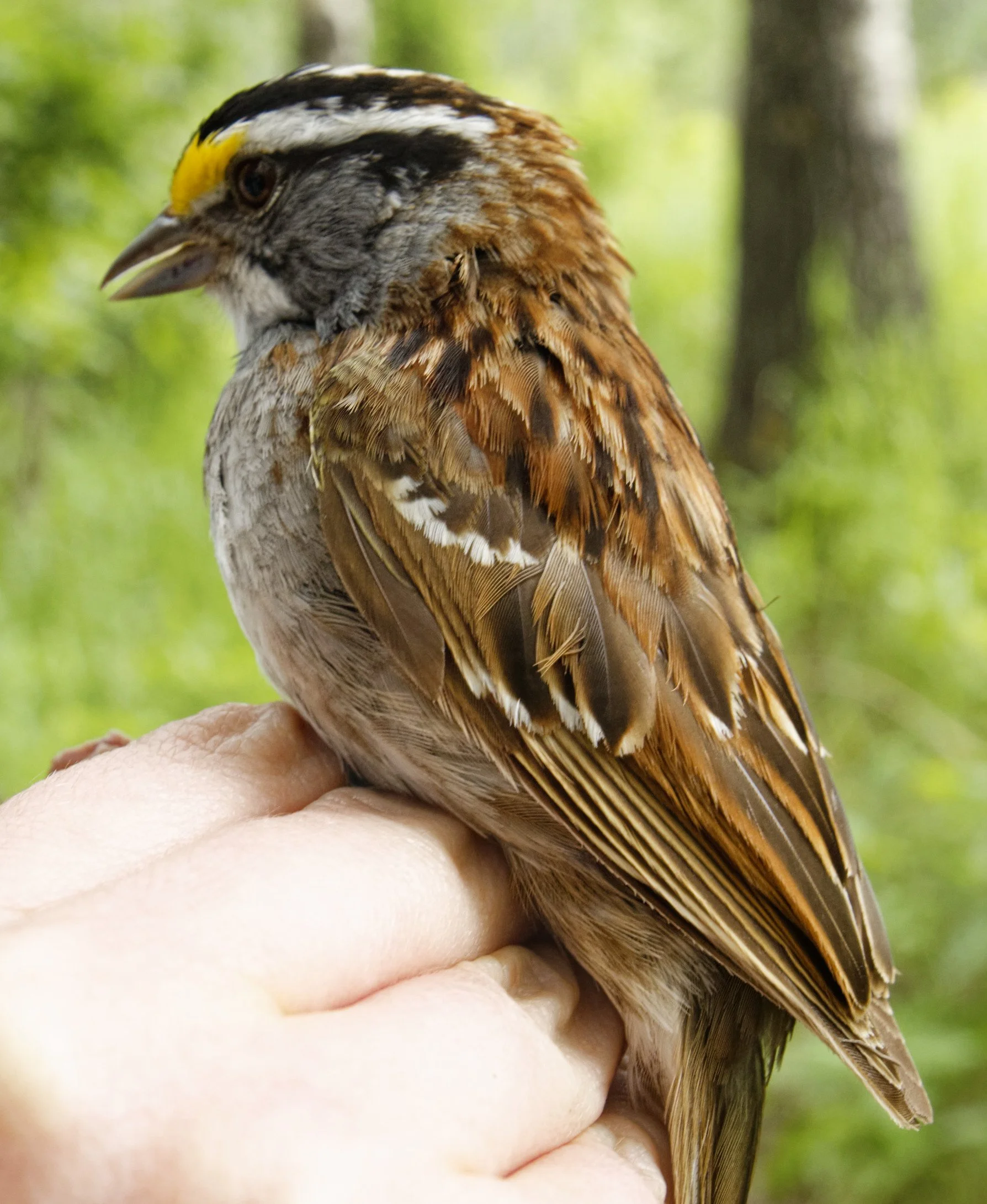 White-Throated-Sparrow_BB_PFOG_06-25-2025.jpg