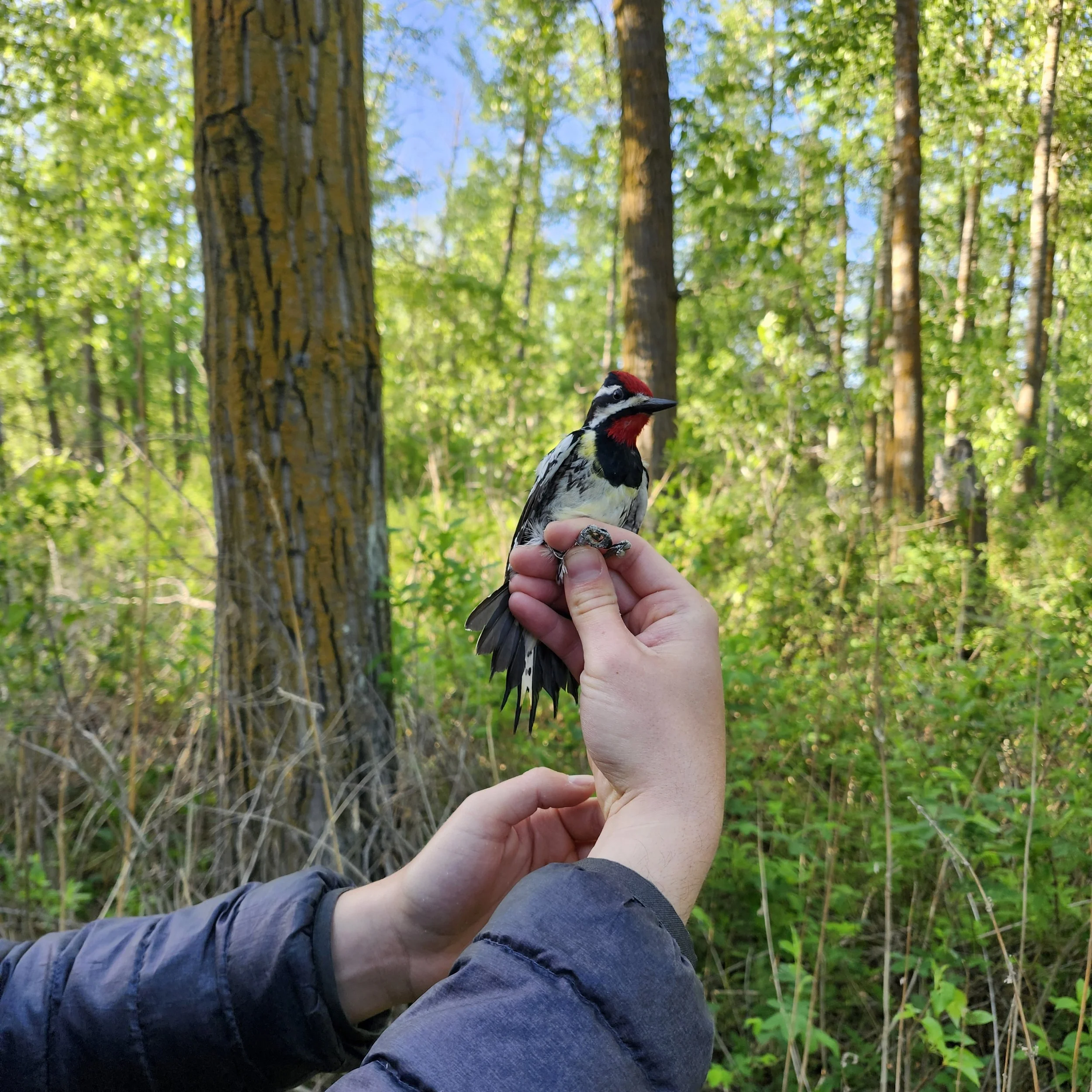 Yellow-Bellied-Sapsucker1.3_BGW_EALT_2025-05-24.jpg