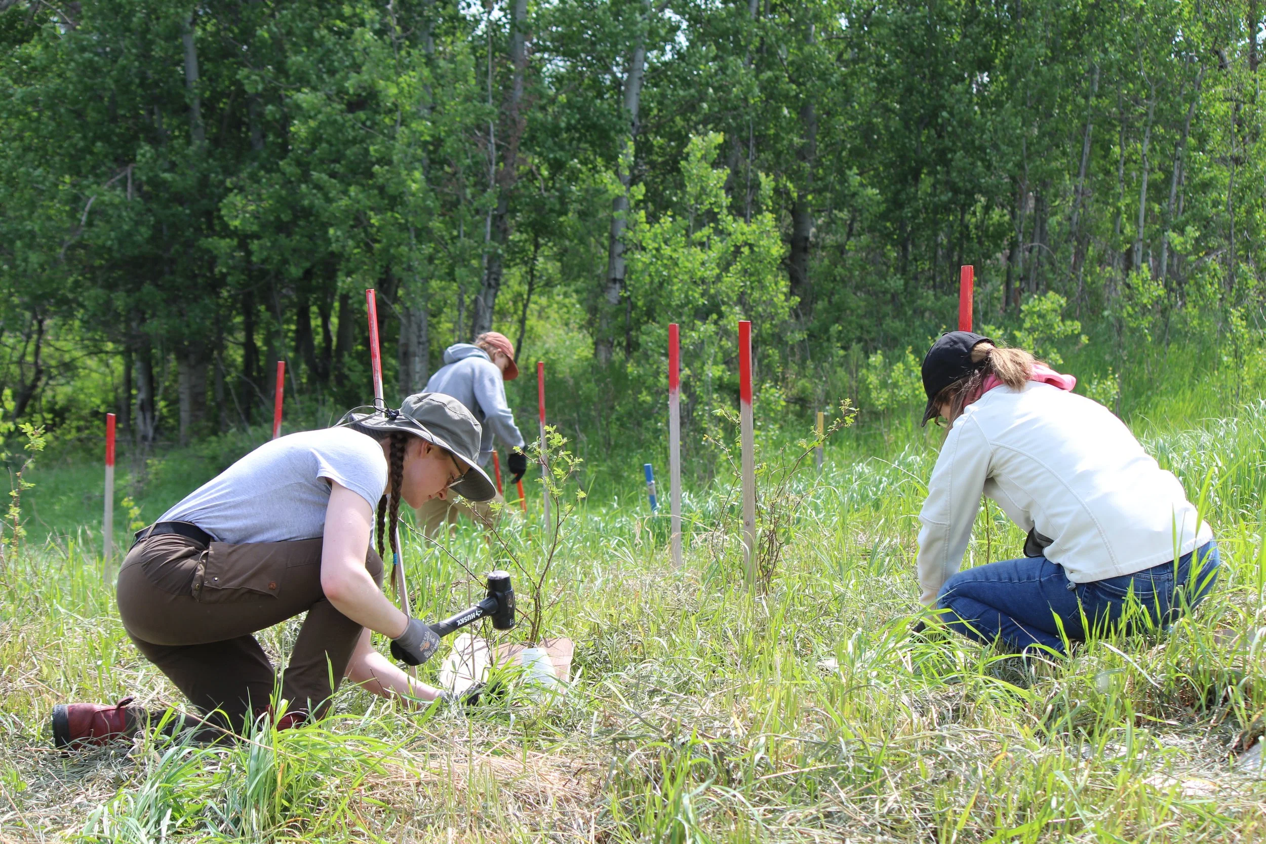 Volunteers1.6_SBH_EALT_2025-06-07.JPG