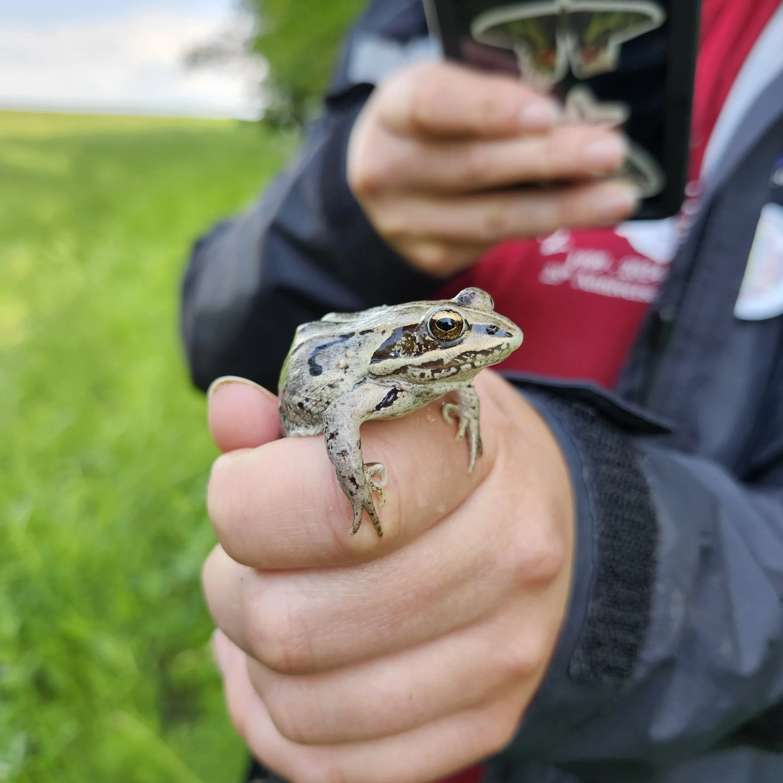 Wood-Frog-RELEASE-ME-HUMAN_Fath_EALT_2025-06-22.jpg