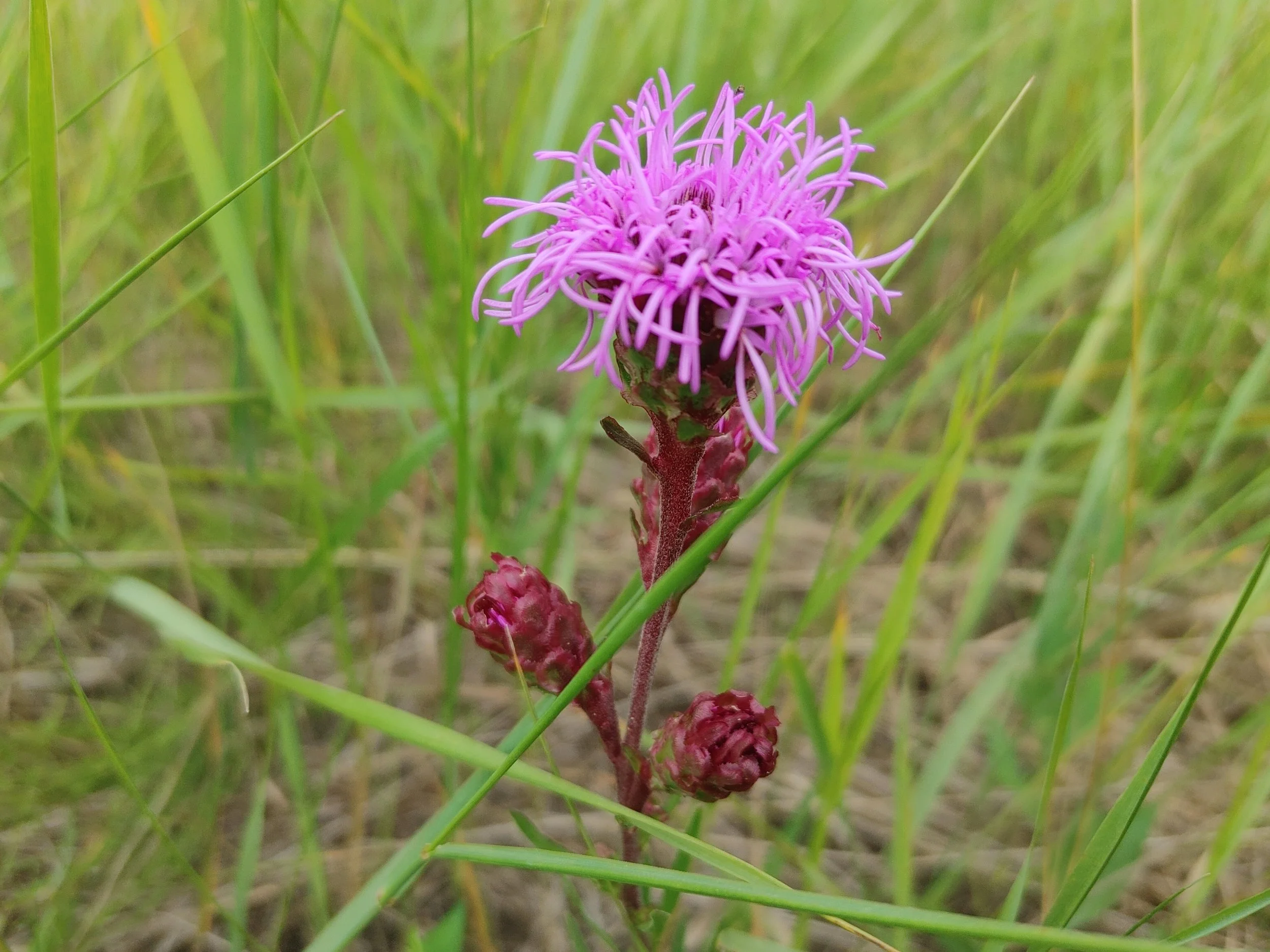 Blazing meadow star_NSR_EALT_2025-07-18.jpg