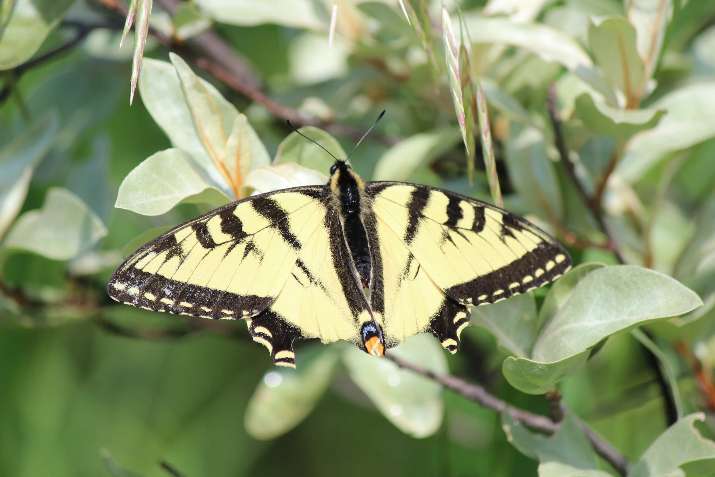 Canadian-Tiger_Swallowtail1.4_Fath_EALT_2025-06-22.JPG