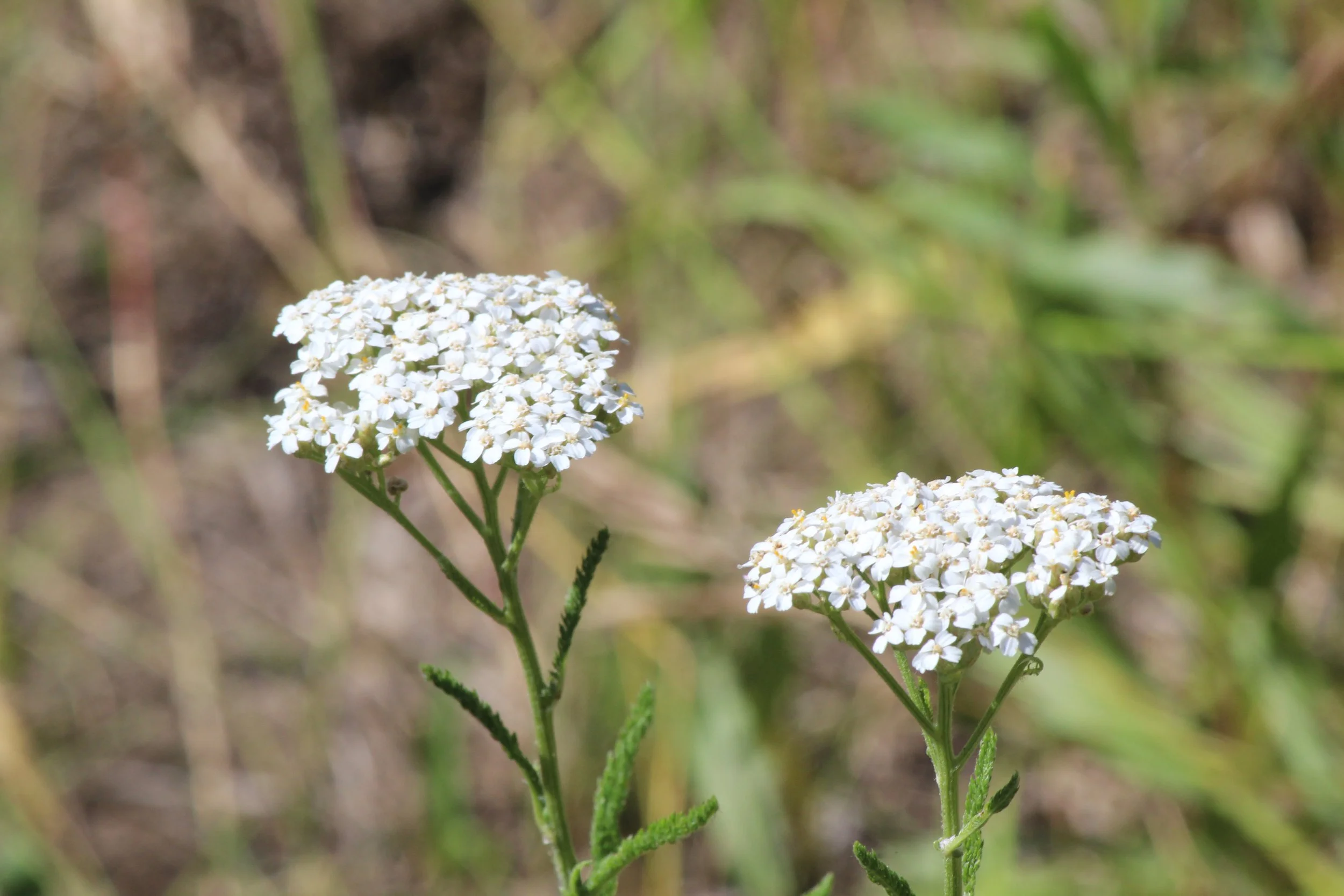 Planting the Medicine Garden at the North Saskatchewan River