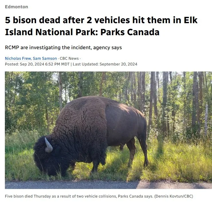 Speeding has resulted in collisions with wildlife at Elk Island National Park.