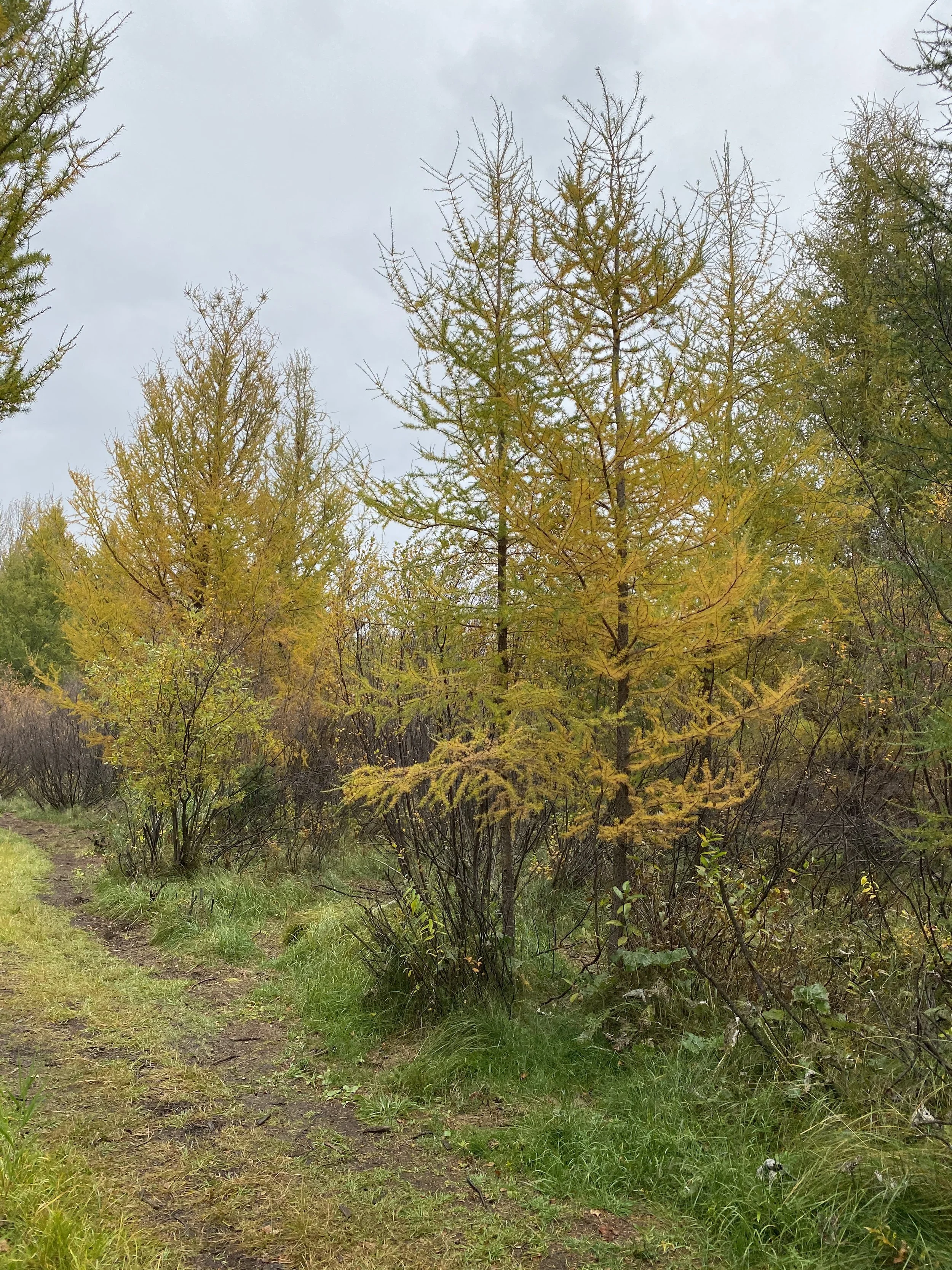 Larch_BMCA_EALT_2020-10-04 (2).jpg
