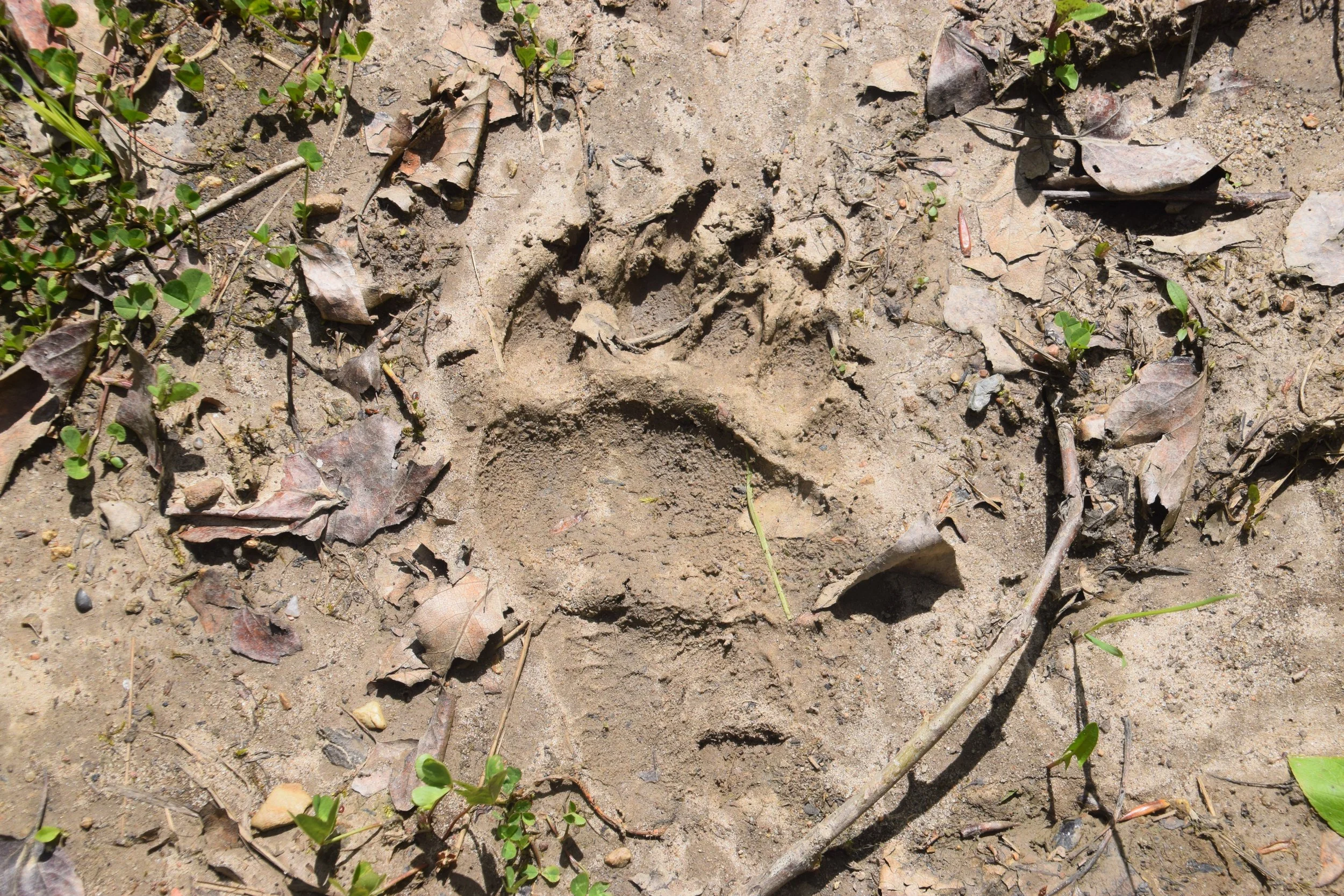 Large Carnivores in the Area